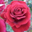  Х 2ǯ 4 åĥ㥺 Climbing Roses C1303 饤ߥ   ̵ ̵ 