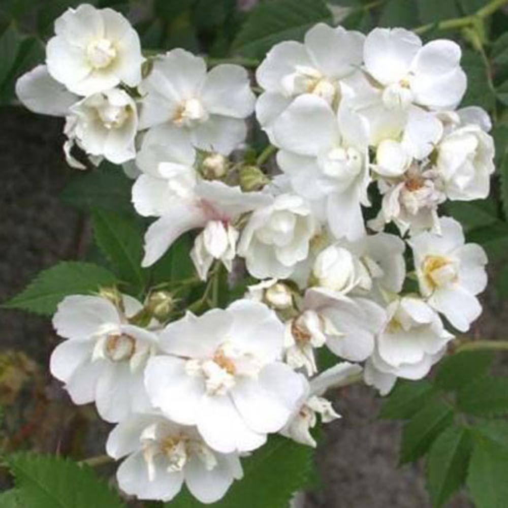 秋苗 バラ苗 2年大株 4号 ポールファーナン Climbing Roses C1353 自家用 花無し株 送料無料 自宅用 福袋 お年賀