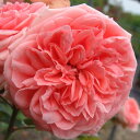 【11月中旬~順次 提携農園から直送!】秋苗 バラ苗 2年大株 4号 キモノ Floribunda Roses F0289 自家用 花無し株 スーパーセール 送料無料