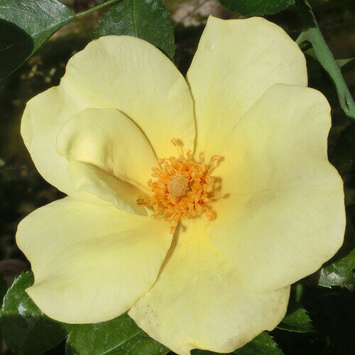 【11月中旬～順次 提携農園から直送！】 バラ苗 2年大株 4号 アップルジャック Climbing Roses F0878 クライミング ローズ 送料無料 母の日 父の日 2025 プレゼント ギフト