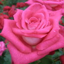 秋苗 バラ苗 2年大株 4号 アカペラ Hybrid tea Roses H0134 自家用 花無し ...