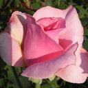 秋苗 バラ苗 2年大株 4号 アラジン Hybrid tea Roses H0137 自家用 花無し株 送料無料