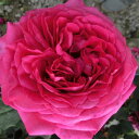 秋苗 バラ苗 2年大株 4号 アラビア Hybrid tea Roses H0138 自家用 花無し株 送料無料