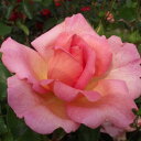 秋苗 バラ苗 2年大株 4号 ウエストミンスター Hybrid tea Roses H0146 自家用 花無し株 送料無料