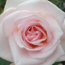 【11月中旬~順次 提携農園から直送!】秋苗 バラ苗 2年大株 4号 オフェリア Hybrid tea Roses H0150 自家用 花無し株 スーパーセール 送料無料 ps2201