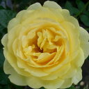 【11月中旬〜順次 提携農園から直送!】秋苗 バラ苗 2年大株 4号 オレゴールド Hybrid tea Roses H0151 薔薇苗 自家用 花無し株 ハロ...