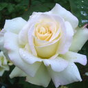 秋苗 バラ苗 2年大株 4号 ガーデンパーティー Hybrid tea Roses H0153 自家用 花無し株 送料無料 ps12