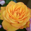 【11月中旬~順次 提携農園から直送!】秋苗 バラ苗 2年大株 4号 サンダンス Hybrid tea Roses H0172 自家用 花無し株 スーパーセール 送料無料