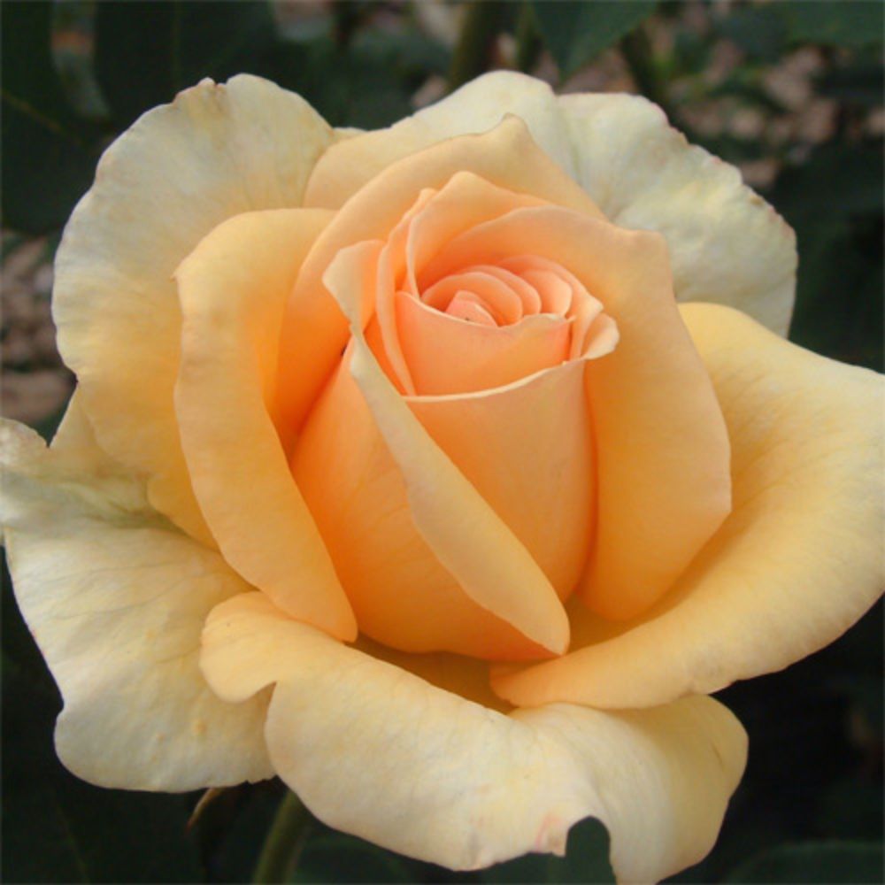 秋苗 バラ苗 2年大株 4号 ザンブラ'80 Hybrid tea Roses H0173 自家用 花無し株 送料無料