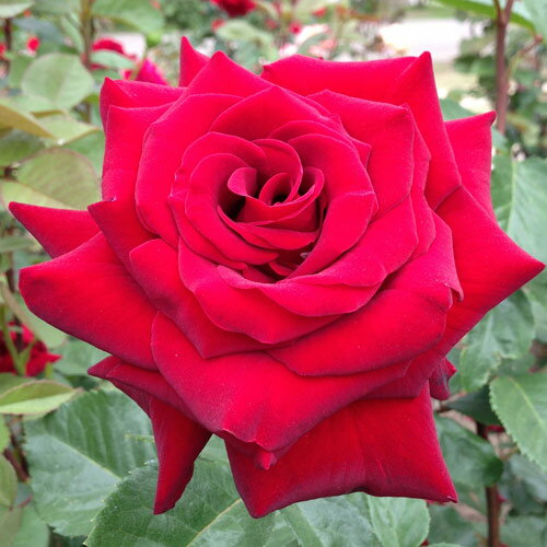 秋苗 バラ苗 2年大株 4号 シュワルツマドンナ Hybrid tea Roses H0181 送料無料