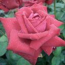バラ苗 2年大株 4号 ブルグント81 Hybrid tea Roses H0225 自家用 花無し株 送料無料