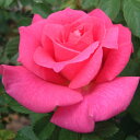 秋苗 バラ苗 2年大株 4号 マヌウメイアン Hybrid tea Roses H0240 送料無料