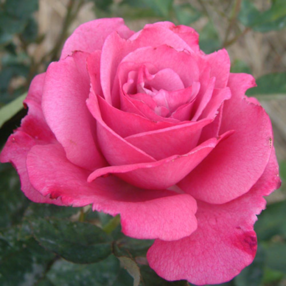 秋苗 バラ苗 2年大株 4号 リラワンダー Hybrid tea Roses H0256 自家用 花無し株 送料無料