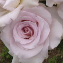 【11月中旬〜順次 提携農園から直送!】 秋苗 バラ苗 2年大株 4号 レディX Hybrid tea Roses H0265 薔薇苗 自家用 花無し株 ハロウ...