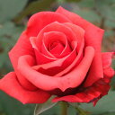 【11月中旬~順次 提携農園から直送!】 秋苗 バラ苗 2年大株 4号 ロータステム Hybrid tea Roses H0269 自家用 花無し株 スーパーセール 送料無料