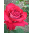 バラ苗 2年大株 4号 ロナルドレーガンローズ Hybrid tea Roses H0270 自家用 花無し株 送料無料