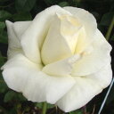 【11月中旬~順次 提携農園から直送!】秋苗 バラ苗 2年大株 4号 カレンブリクセン Hybrid tea Roses H0453 自家用 花無し株 スーパーセール 送料無料 ps2201