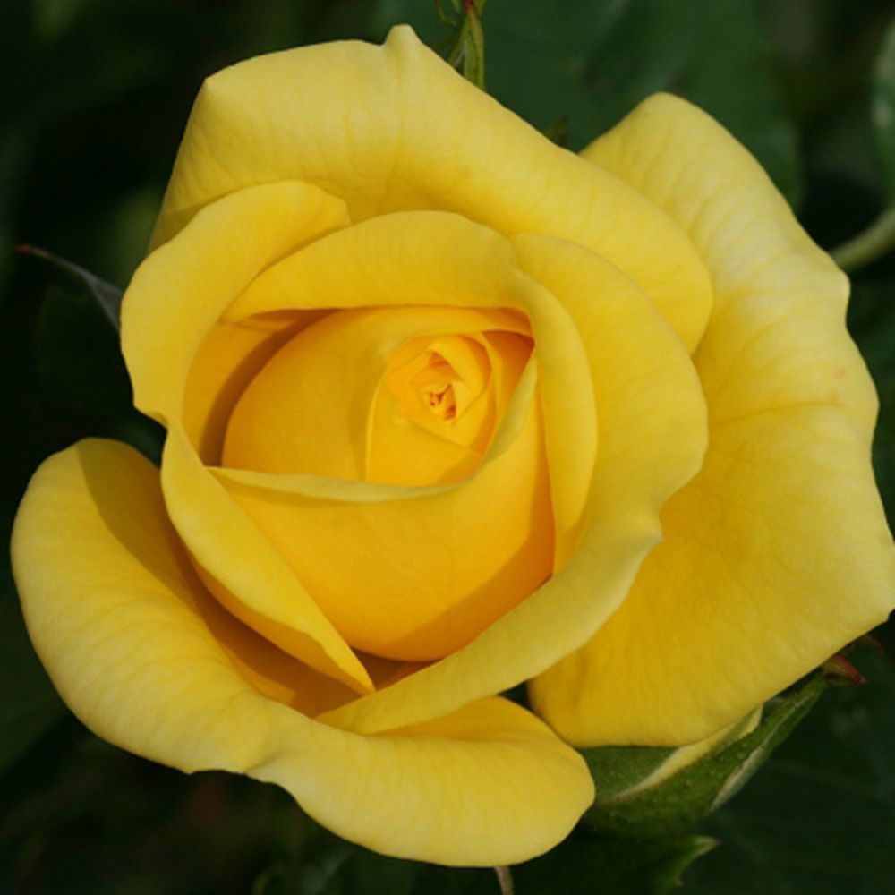 秋苗 バラ苗 2年大株 4号 ミケランジェロ Hybrid tea Roses H0898 自家用 花無し株 送料無料