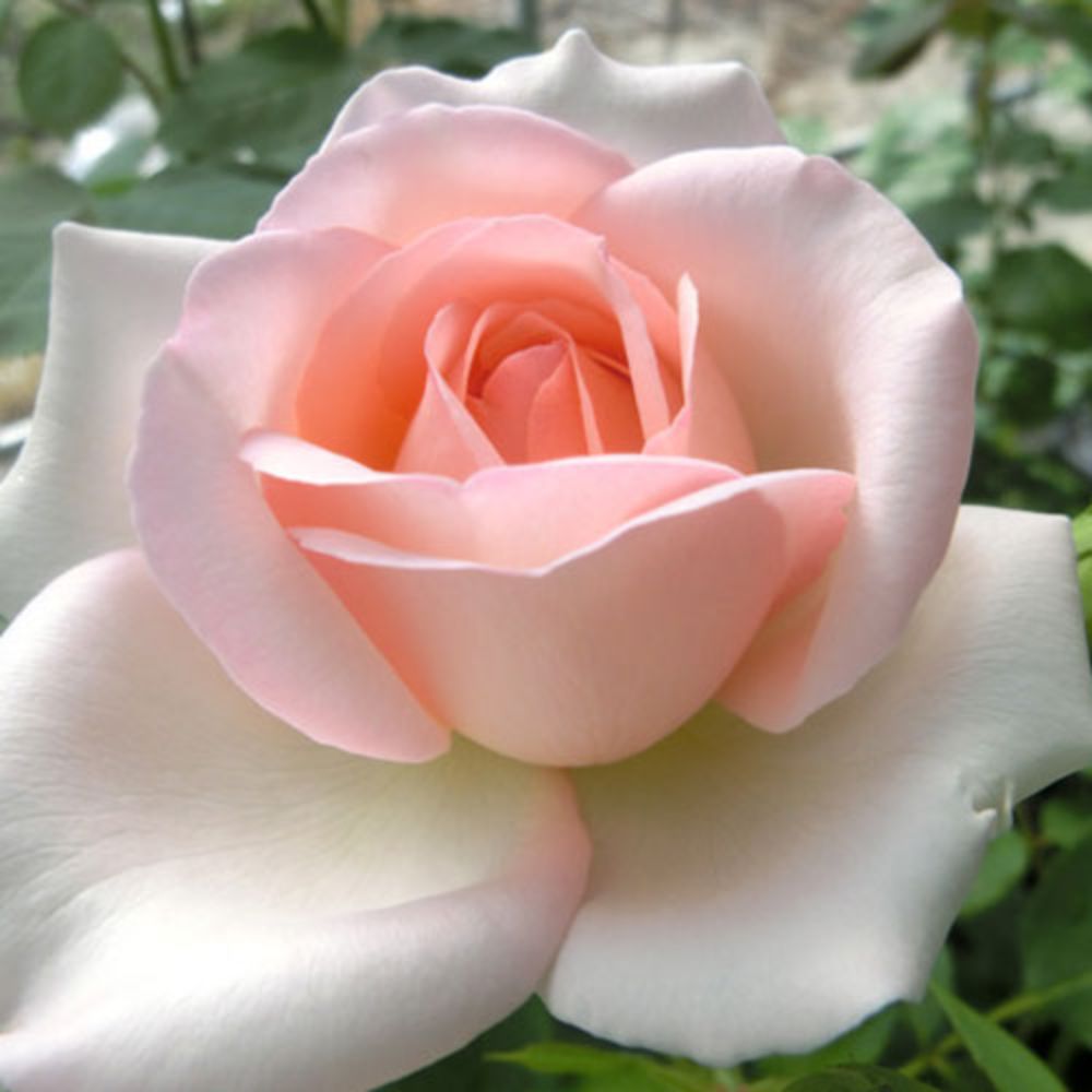 秋苗 バラ苗 2年大株 4号 クレアルネッサンス Hybrid tea Roses H1135 自家用 花無し株 送料無料