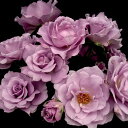 秋苗 バラ苗 2年大株 4号 ア・ラ・シ Floribunda Roses K0001 自家用 花無し株 送料無料 送料込み