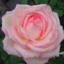 秋苗 バラ苗 2年大株 4号 オーナードゥバルザック Hybrid tea Roses N0117  ...