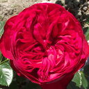 秋苗 バラ苗 2年大株 4号 ピアノ Hybrid tea Roses N0126 自家用 花無し株 送料無料