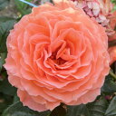 秋苗 バラ苗 2年大株 4号 ベルベデーレ Hybrid tea Roses N0128 自家用 花無し株 送料無料