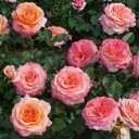 秋苗 バラ苗 2年大株 4号 ラ・パルマ Floribunda Roses N0990 送料無料