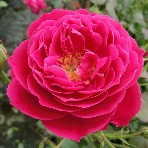 【提携農園から直送！】バラ苗 2年大株 4号 グルスアンテプリッツ Old Roses O0883 薔薇苗 自家用 花無..