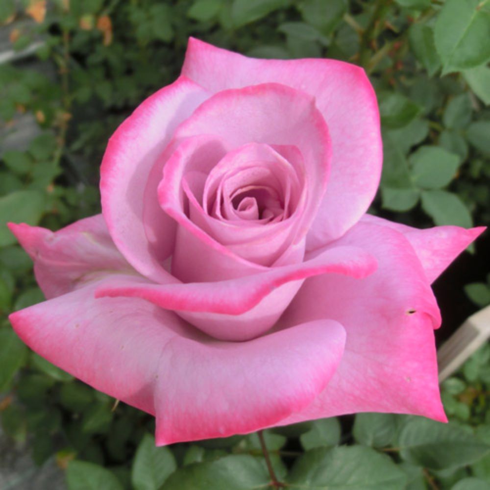 【提携農園から直送!】 秋苗 バラ苗 2年大株 4号 パラダイス Hybrid tea Roses W0074 クリスマス ブラックフライデー 送料無料 202...
