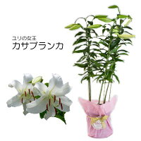 母の日ギフト早割ユリの花鉢白大輪カサブランカ花のプレゼントに最適母の日限定フラワーギフト2017花鉢Mother's_Dayランキング上位商品送料無料