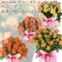 母の日プレゼント早割4/28日23:59まで終了後6588円超希少リーガースベゴニアルネッサンスシリーズ全4色5号鉢送料無料