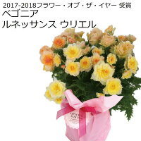 母の日プレゼント早割4/28日23:59まで終了後6588円超希少リーガースベゴニアルネッサンスシリーズ全4色5号鉢送料無料