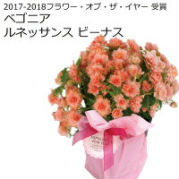 母の日プレゼント早割4/28日23:59まで終了後6588円超希少リーガースベゴニアルネッサンスシリーズ全4色5号鉢送料無料
