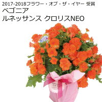 母の日プレゼント早割4/28日23:59まで終了後6588円超希少リーガースベゴニアルネッサンスシリーズ全4色5号鉢送料無料