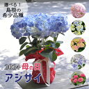 紫陽花 万華鏡 4/29から値上げ 早割 【 2024年 母の日ギフト 】 アジサイ 鉢植え 5号鉢 島根 稀少品種 紫陽花 万華鏡 銀河 星あつめ あじさい ギフト プレゼント 届日指定不可 来年も咲く 花鉢 送料無料 沖縄諸島部配達不可 島根産 母の日 お母さん おばあちゃん