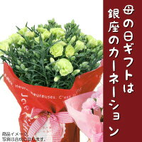 【3月早割】銀座のカーネーション5号鉢母の日ギフト早割母の日限定フラワーギフト2018花鉢Mother's_Day送料無料smtb-s母の日ギフトは銀座東京フラワ