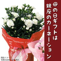 【限定紅茶セット付】早割4/2823:59まで終了後3999円母の日プレゼント銀座のカーネーション5号鉢選べる花色9種類送料無料沖縄配送不可花鉢ギフトMother's_Dayスイーツお菓子