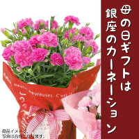 母の日ギフト早割銀座のカーネーション5号鉢母の日限定フラワーギフト2017花鉢Mother's_Day送料無料smtb-s母の日ギフトは銀座東京フラワー