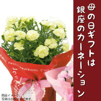 母の日ギフト早割銀座のカーネーション5号鉢母の日限定フラワーギフト2017花鉢Mother's_Day送料無料smtb-s母の日ギフトは銀座東京フラワー