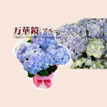 母の日 贈答 早割 銀座の紫陽花 アジサイ 万華鏡 青 5号鉢 鉢植え ギフト 送料無料 沖縄+1000円