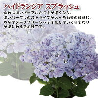 母の日プレゼント早割4/28日23:59まで終了後4699円銀座のアジサイ4月追加品種10種類フリル彩良センセーションミセスクミコチンロンスプラッシュ送料無料5号鉢