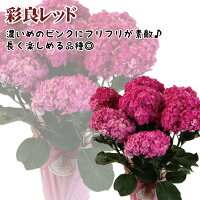 選べる銀座のアジサイ追加品種母の日ギフトフリル彩良シュガーホワイトセンセーションミセスクミコホワイトブルークレオパトラチンロンマッドパープル送料無料5号鉢