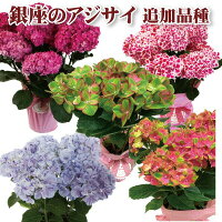 選べる銀座のアジサイ追加品種母の日ギフトフリル彩良シュガーホワイトセンセーションミセスクミコホワイトブルークレオパトラチンロンマッドパープル送料無料5号鉢