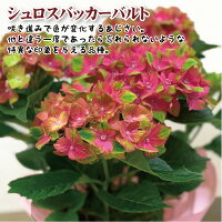 母の日プレゼントまだ間に合う母の日までにお届け銀座のアジサイ4月追加品種10種類北海道九州+900円沖縄配送不可彩良レッドセンセーションミセスクミコチンロンカミーラスプラッシュ希少品種送料無料5号鉢