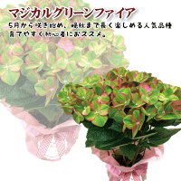 母の日プレゼントまだ間に合う母の日までにお届け銀座のアジサイ4月追加品種10種類北海道九州+900円沖縄配送不可彩良レッドセンセーションミセスクミコチンロンカミーラスプラッシュ希少品種送料無料5号鉢