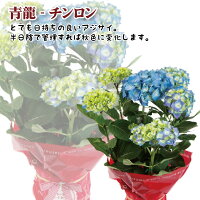 選べる銀座のアジサイ追加品種母の日ギフトフリル彩良シュガーホワイトセンセーションミセスクミコホワイトブルークレオパトラチンロンマッドパープル送料無料5号鉢