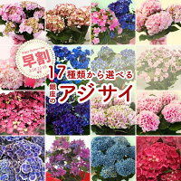 母の日ギフト2018選べる銀座のアジサイ18種母の日ギフトジューンブライド花火凛花ホッピングサイダーコットンキャンディダンスパーティマジカルレボリューション5号鉢
