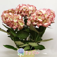 母の日【超早割】プレゼントアジサイ選べる18種銀座の紫陽花超早割母の日ギフトジューンブライド花火凛花ホッピングサイダーコットンキャンディダンスパーティマジカルレボリューション5号鉢