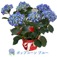 母の日プレゼント早割4/28日23:59まで終了後4299円アジサイ選べる20種銀座の紫陽花珍しい母の日ギフトジューンブライド花火凛花ホッピングサイダーコットンキャンディダンスパーティマジカルレボリューション5号鉢北海道九州+900円沖縄配送不可ギフト花鉢